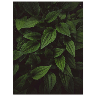 Grünzeug No.4 - orangelens