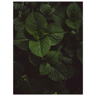 Grünzeug No.5 - orangelens