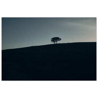 zwei Bäume im Blauen - orangelens