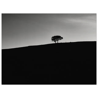 zwei Bäume im Blauen - orangelens