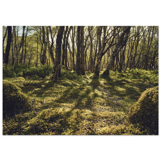 schottischer Birkenwald mit Moos No.1 - orangelens