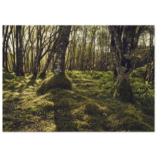 schottischer Birkenwald mit Moos No.2 - orangelens