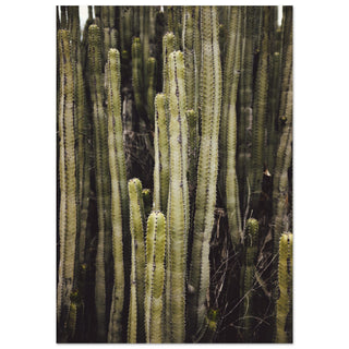 Spanischer Kaktus No.1 - orangelens
